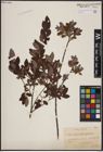Foto von Salix aurita L. x Salix myrtilloides L.